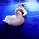 animal008.jpg