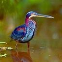 animal014.jpg