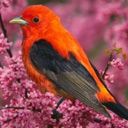 animal017.jpg