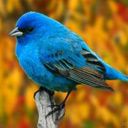 animal018.jpg