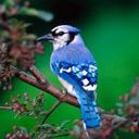 animal020.jpg