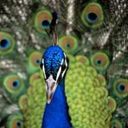 animal024.jpg