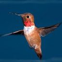 animal025.jpg