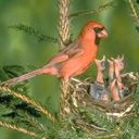 animal037.jpg