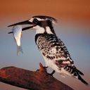 animal039.jpg