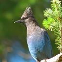 animal041.jpg