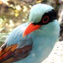 animal043.jpg