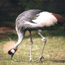 animal044.jpg