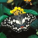 animal045.jpg