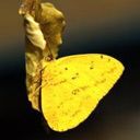 animal046.jpg