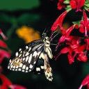 animal047.jpg