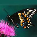 animal049.jpg