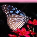 animal050.jpg