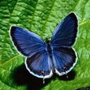 animal052.jpg