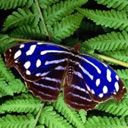 animal053.jpg