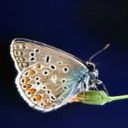 animal054.jpg