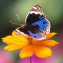 animal055.jpg