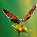 animal056.jpg
