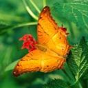 animal057.jpg