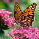 animal058.jpg