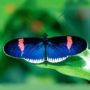 animal060.jpg