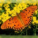 animal065.jpg