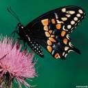 animal068.jpg
