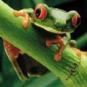 animal071.jpg