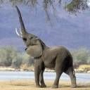 animal072.jpg