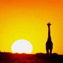 animal073.jpg