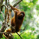 animal076.jpg