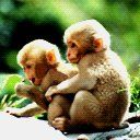 animal077.jpg
