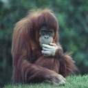 animal078.jpg