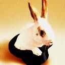 animal079.jpg