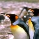 animal080.jpg