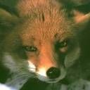 animal084.jpg