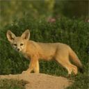 animal085.jpg
