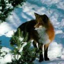 animal086.jpg