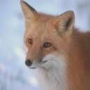 animal087.jpg