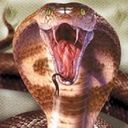 animal089.jpg