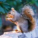 animal090.jpg