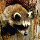 animal091.jpg