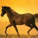 animal092.jpg