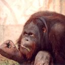 animal095.jpg