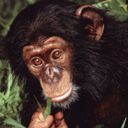 animal096.jpg