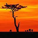 animal098.jpg