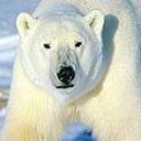 animal103.jpg