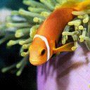 animal109.jpg