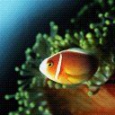 animal111.jpg