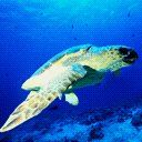 animal114.jpg